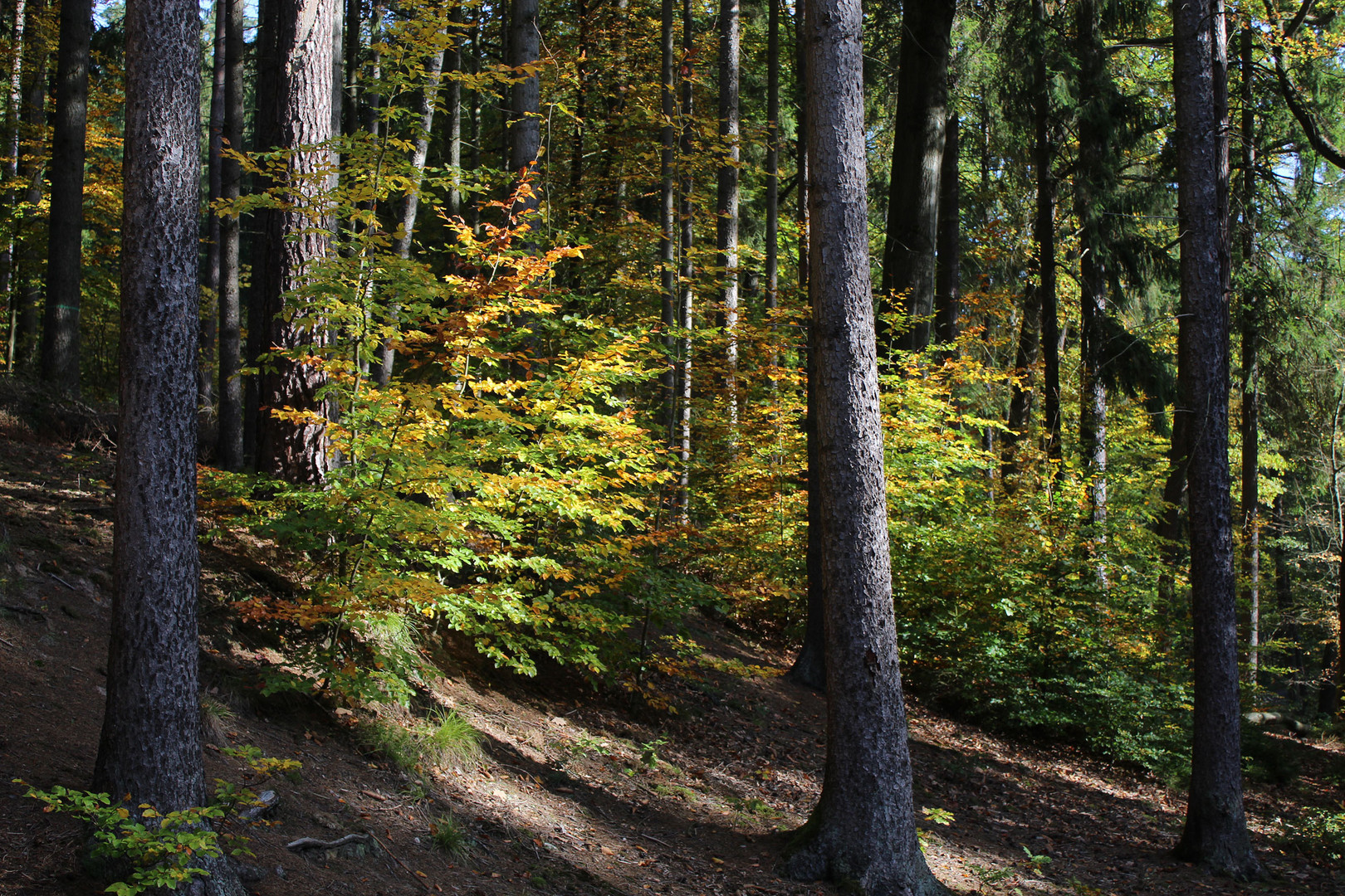 Herbstwaldimpression bei Sonnenschein