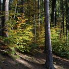 Herbstwaldimpression bei Sonnenschein
