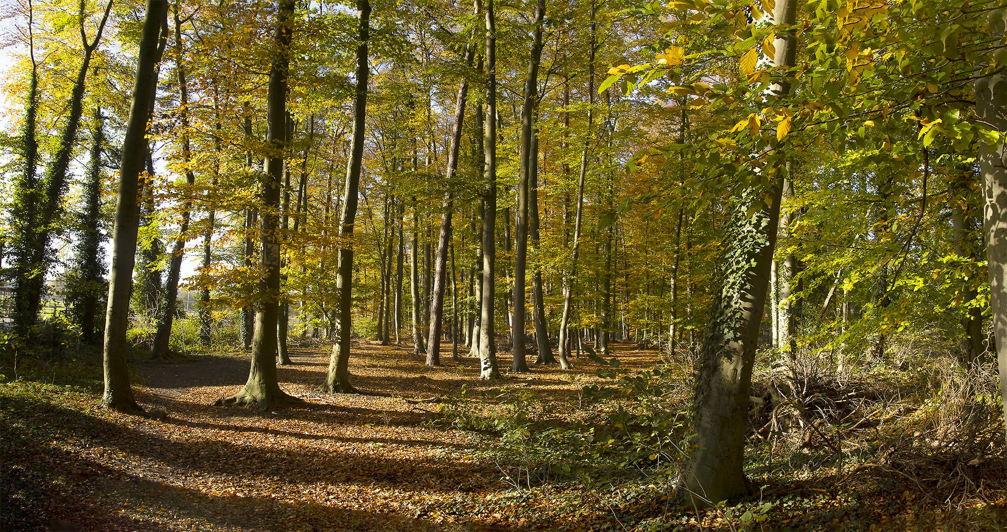 Herbstwald_MG_0324