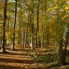 Herbstwald_MG_0324