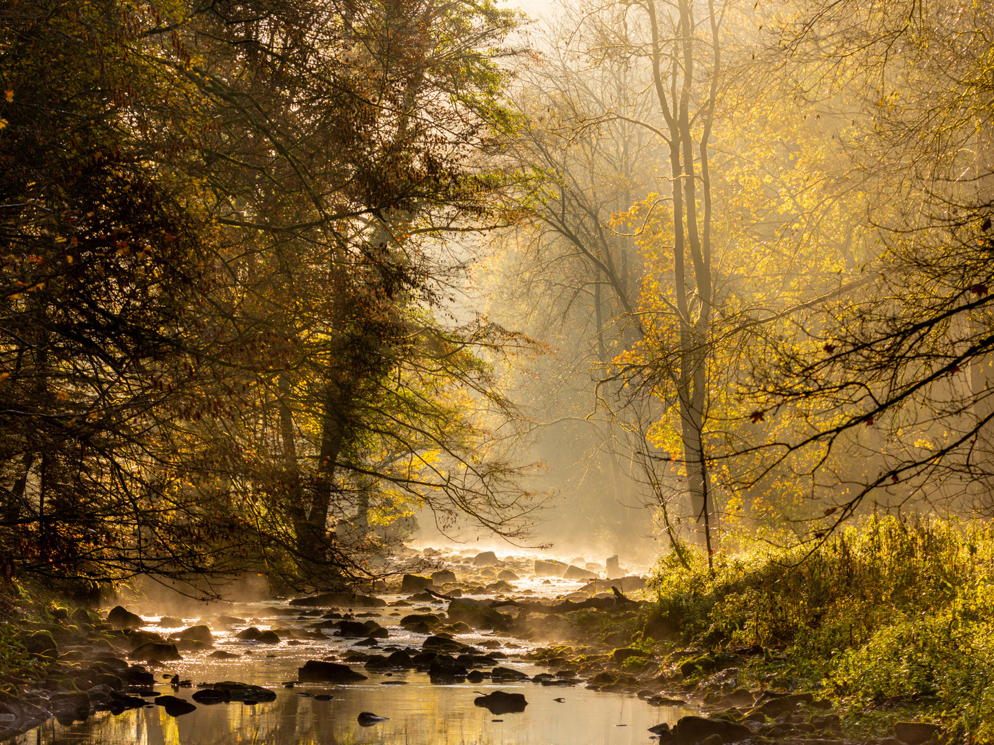 Herbst.Wald.Nebel