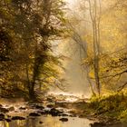 Herbst.Wald.Nebel