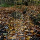 Herbstwaldpfu?tzenspiegelung