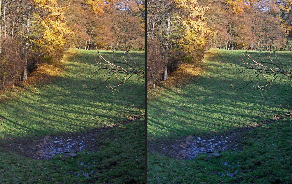 Herbstwaldrandwiese