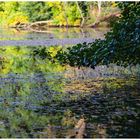 Herbstwaldsee