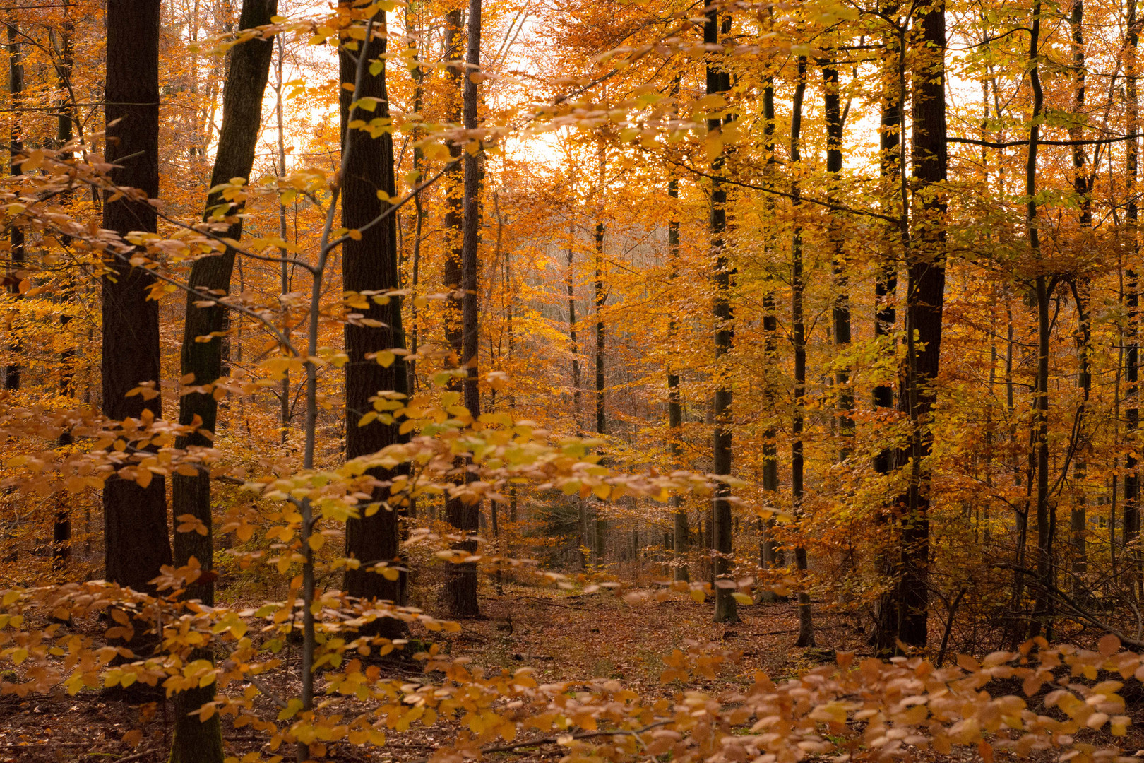 Herbstwaldspazirgang im Königsforst