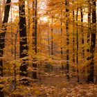 Herbstwaldspazirgang im Königsforst