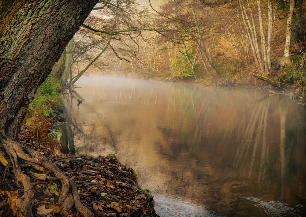 Herbstwaldspiegelung am Rurufer