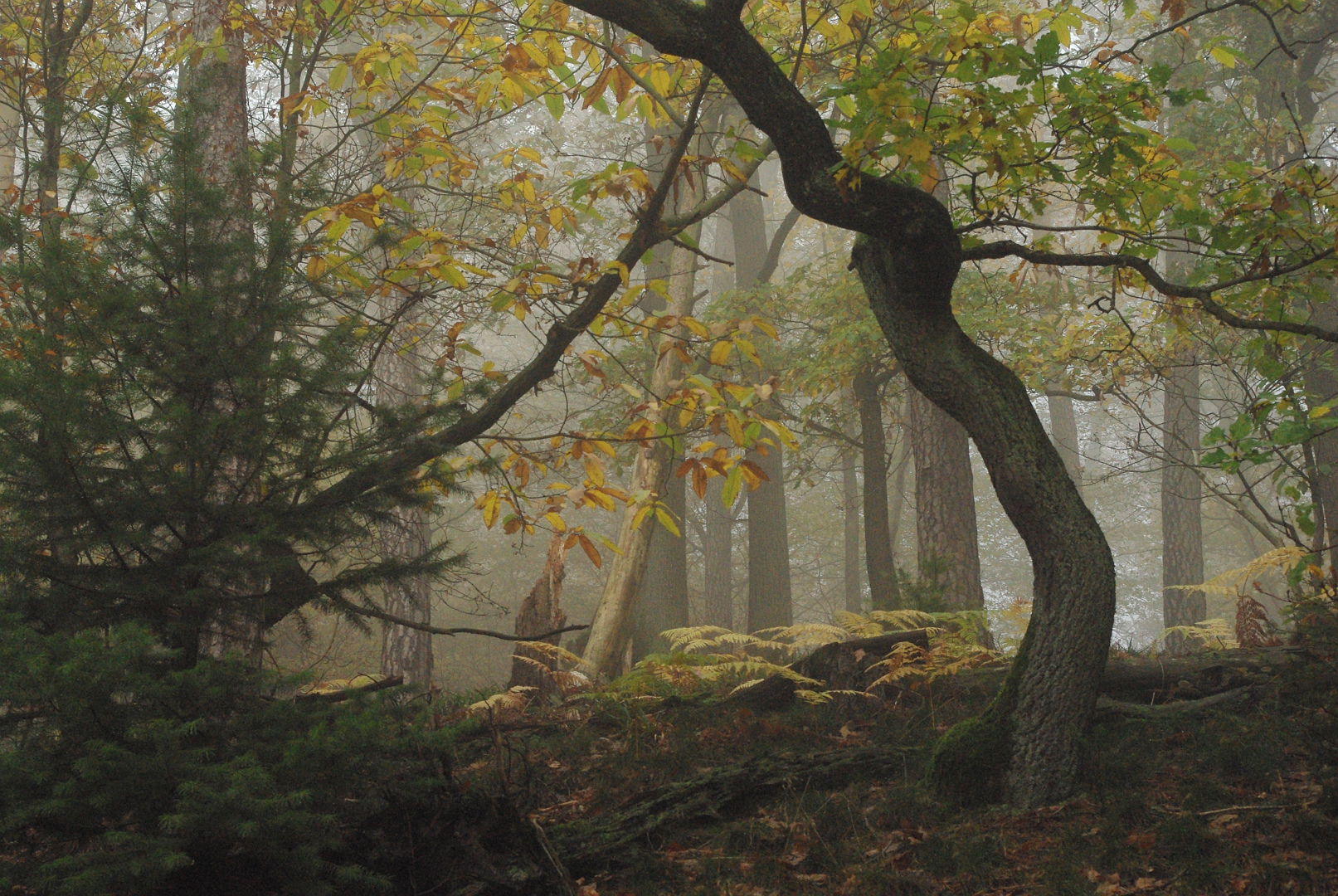 Herbstwaldstimmung