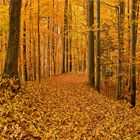 Herbstwald/Südsteirische Weinstrasse