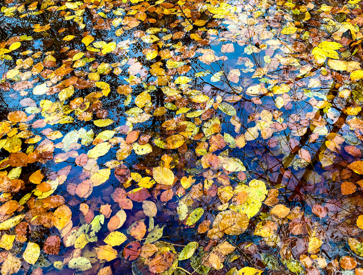 HerbstWaldTümpel