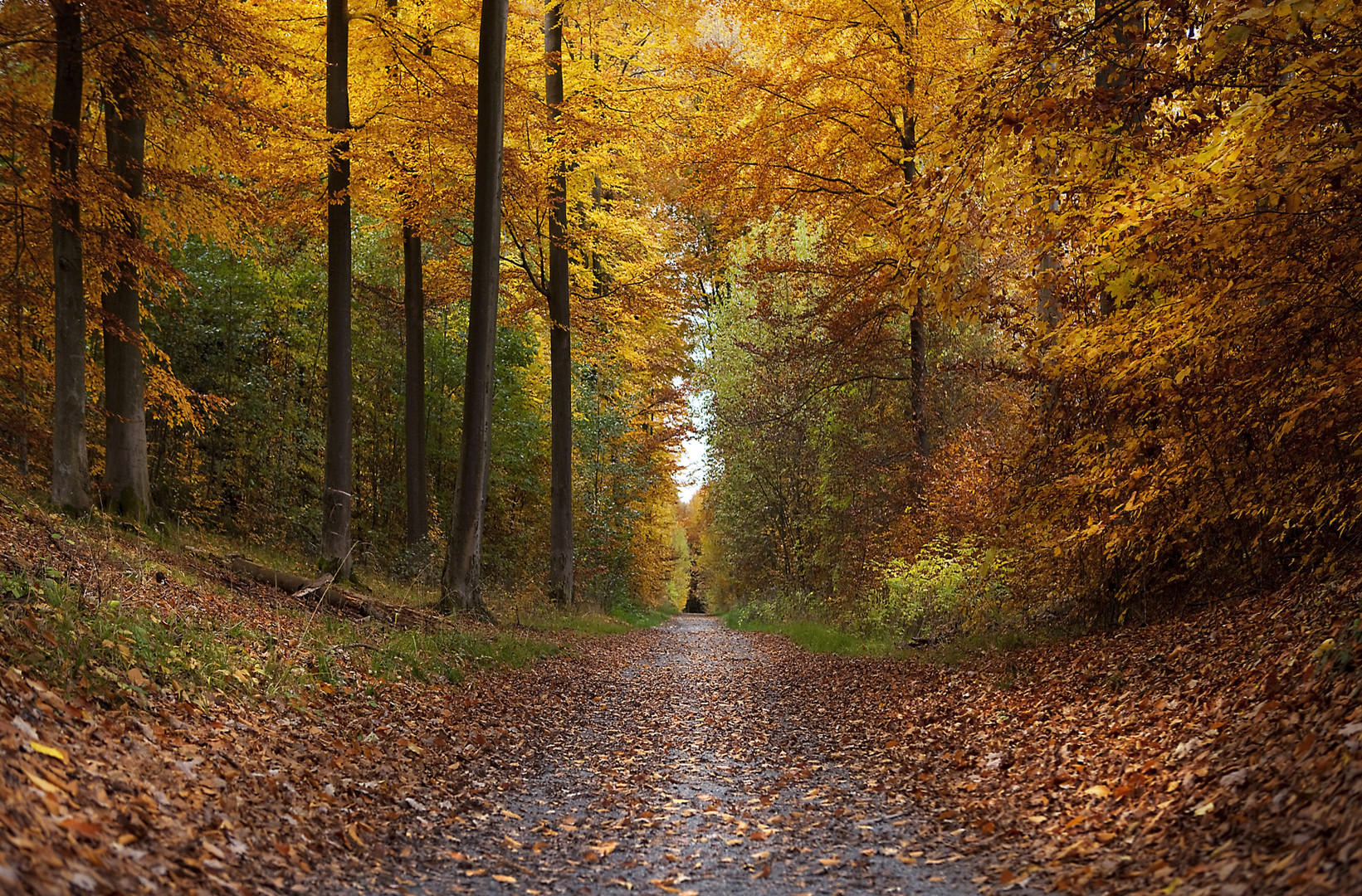 HerbstWaldWeg