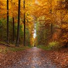 HerbstWaldWeg