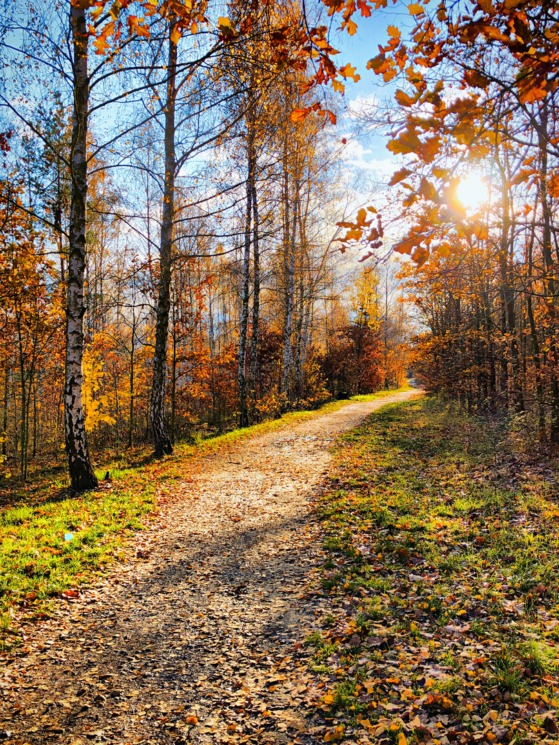 Herbstwaldweg