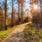 Herbstwaldweg