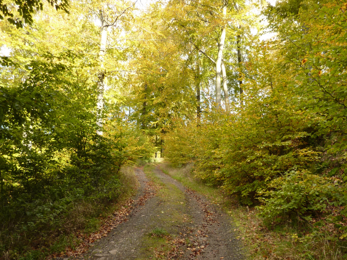 Herbstwaldweg