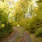 Herbstwaldweg