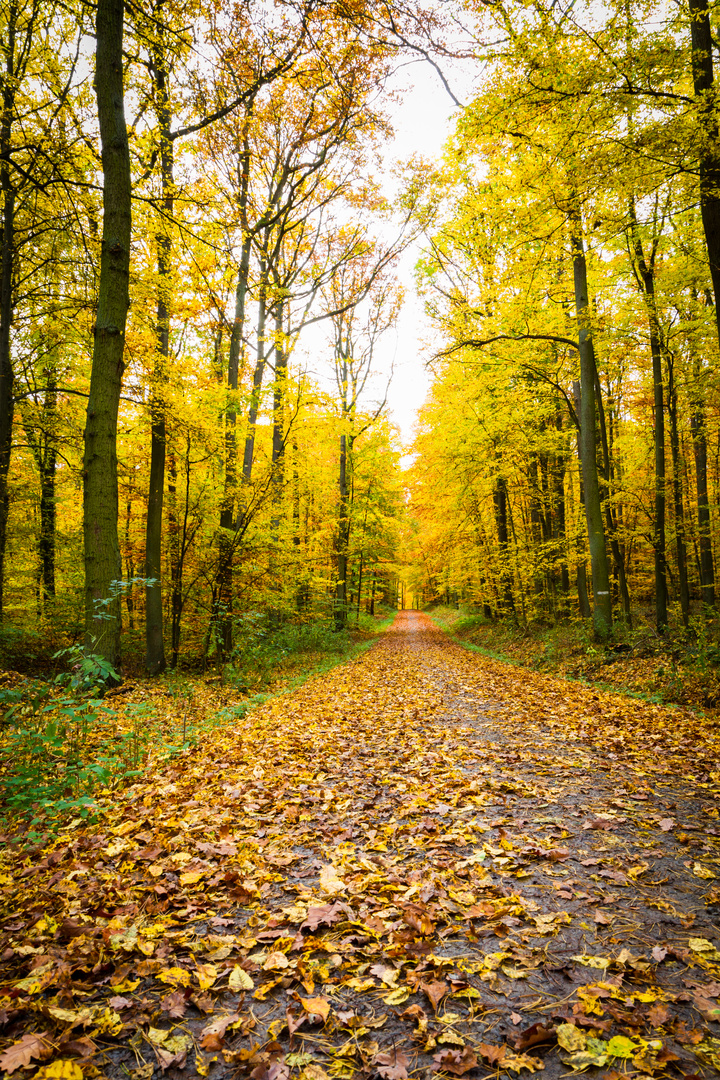 Herbstwaldweg