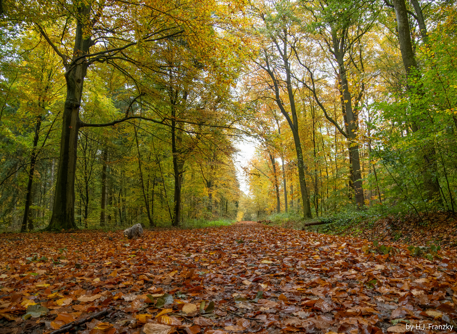 Herbstwaldweg