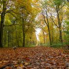 Herbstwaldweg