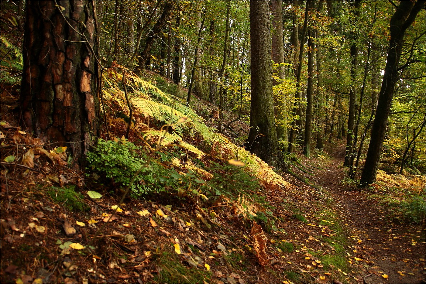 Herbstwaldweg