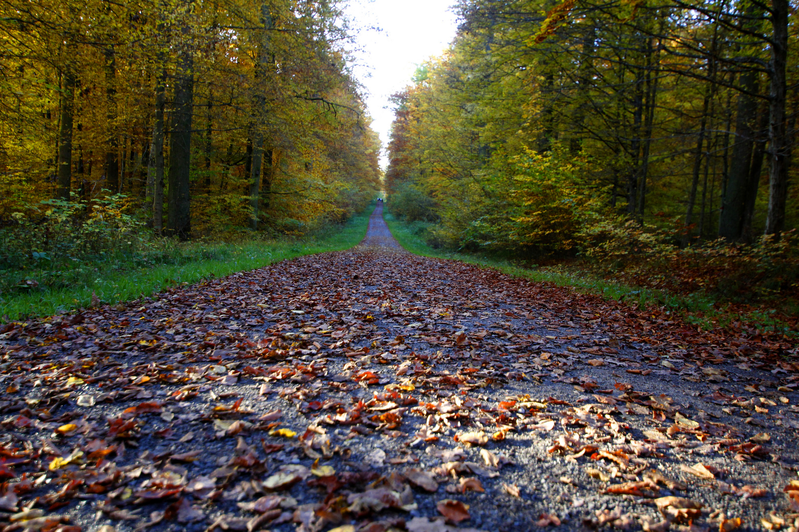 Herbstwaldweg