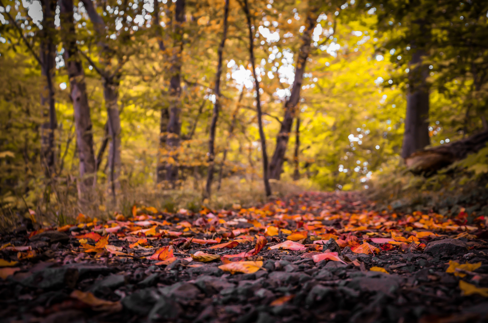 Herbstwaldweg