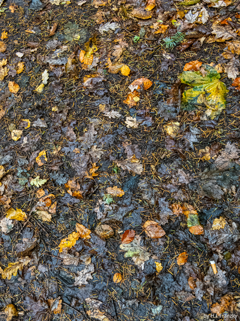 Herbstwaldwegboden