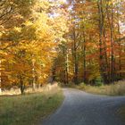 Herbstwaldweggabelung