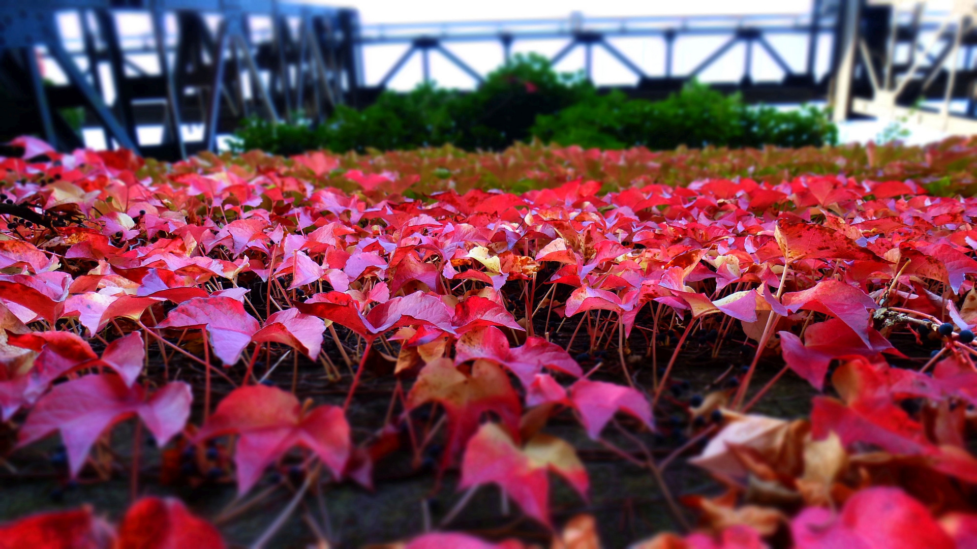 Herbstwand