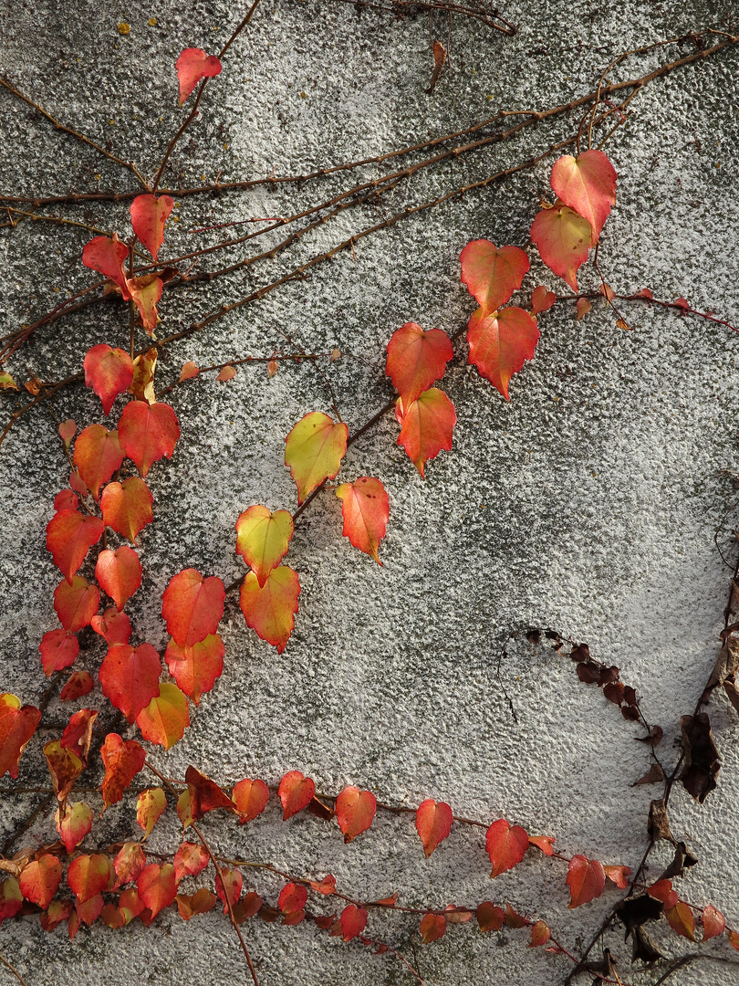 Herbstwand