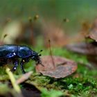 Herbstwanderer