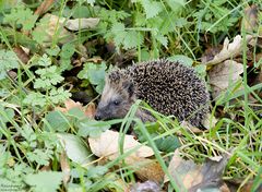  Herbstwanderer