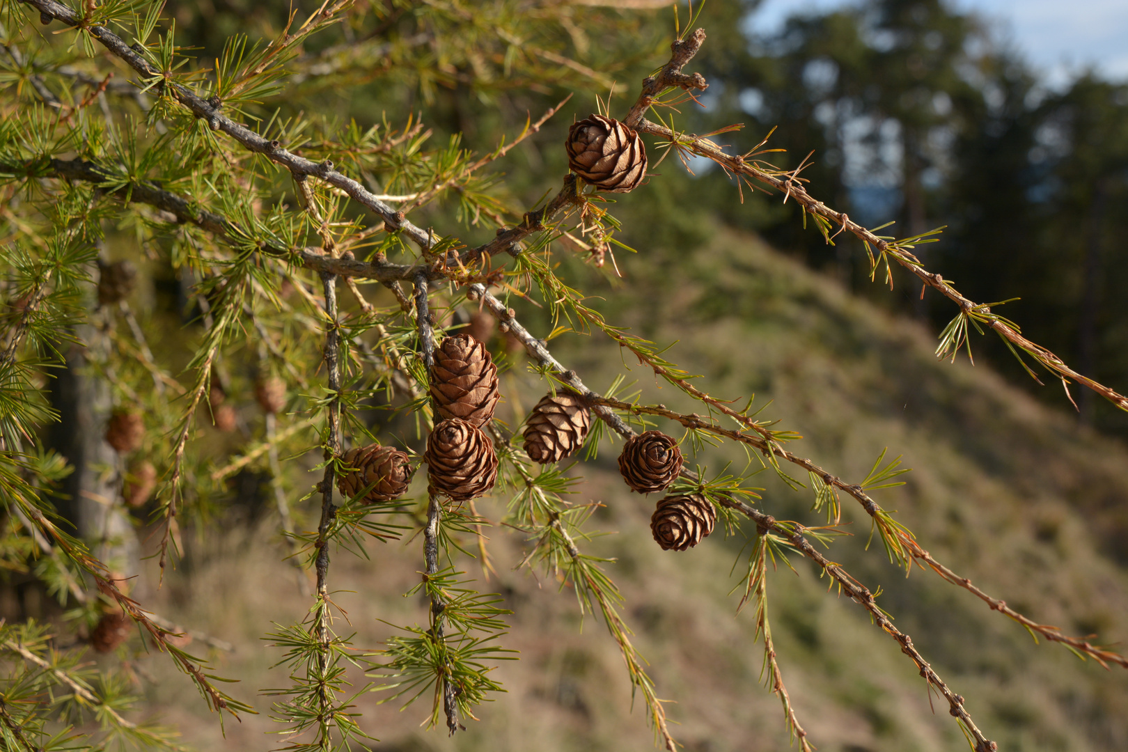 Herbstwanderung 2