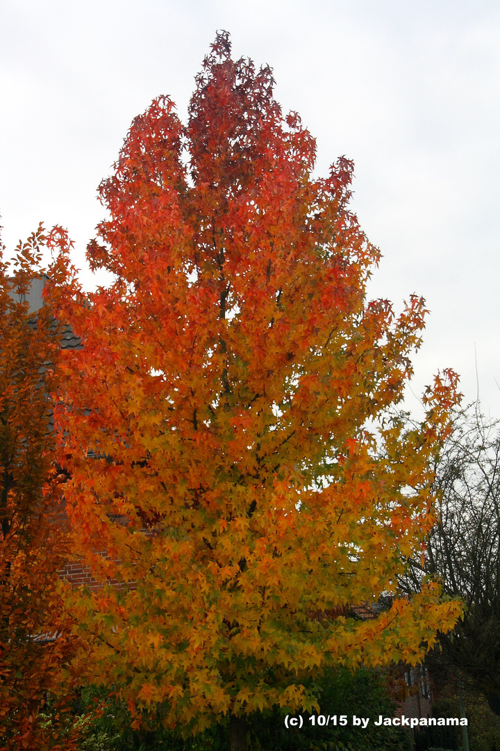 Herbstwanderung (3)