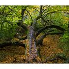 Herbstwanderung auf dem Kühkopf Nr.2