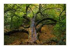 Herbstwanderung auf dem Kühkopf Nr.2