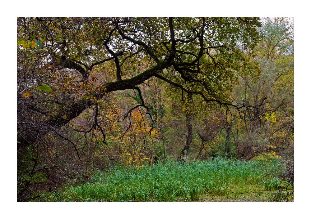 Herbstwanderung auf dem Kühkopf   Nr.4