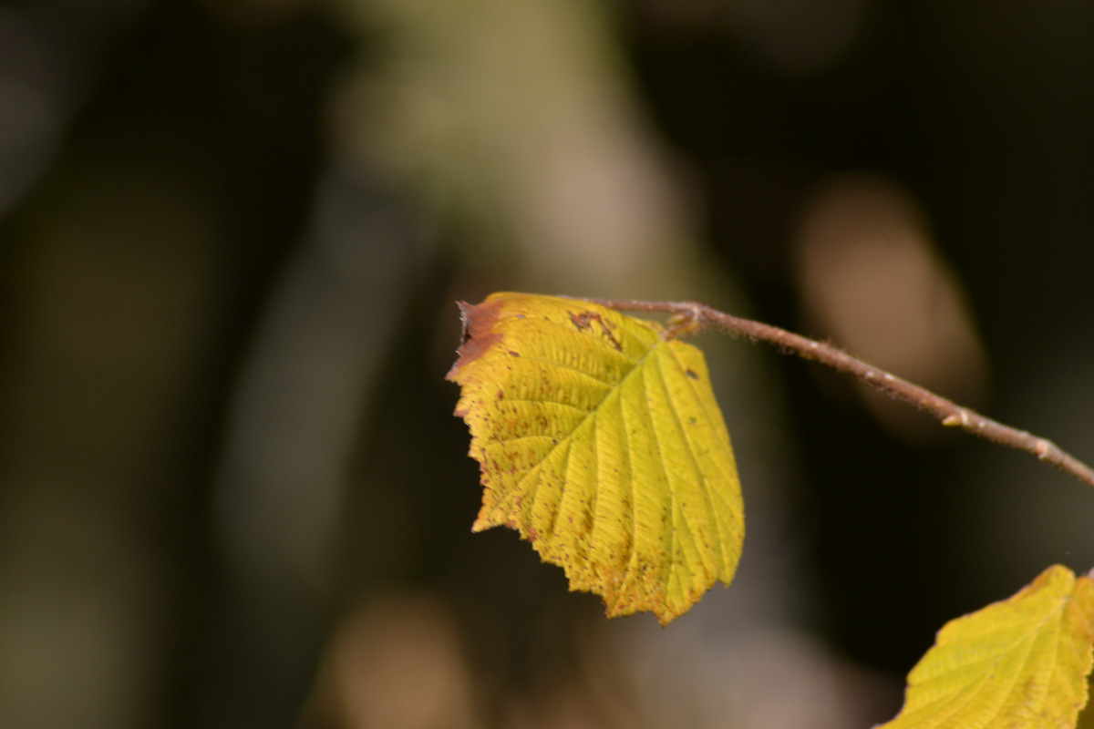 Herbstwanderung