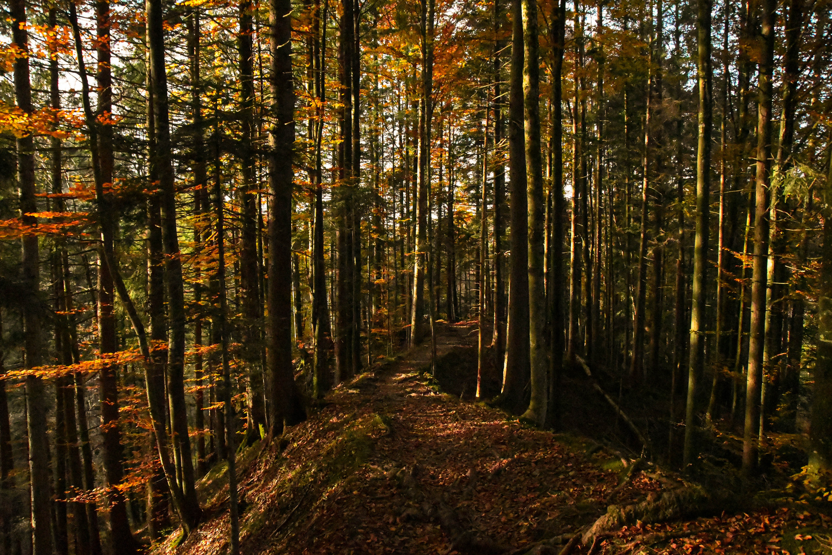 Herbstwanderung durch das Appenzellerland