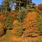 Herbstwanderung durch das Wental (2) ...