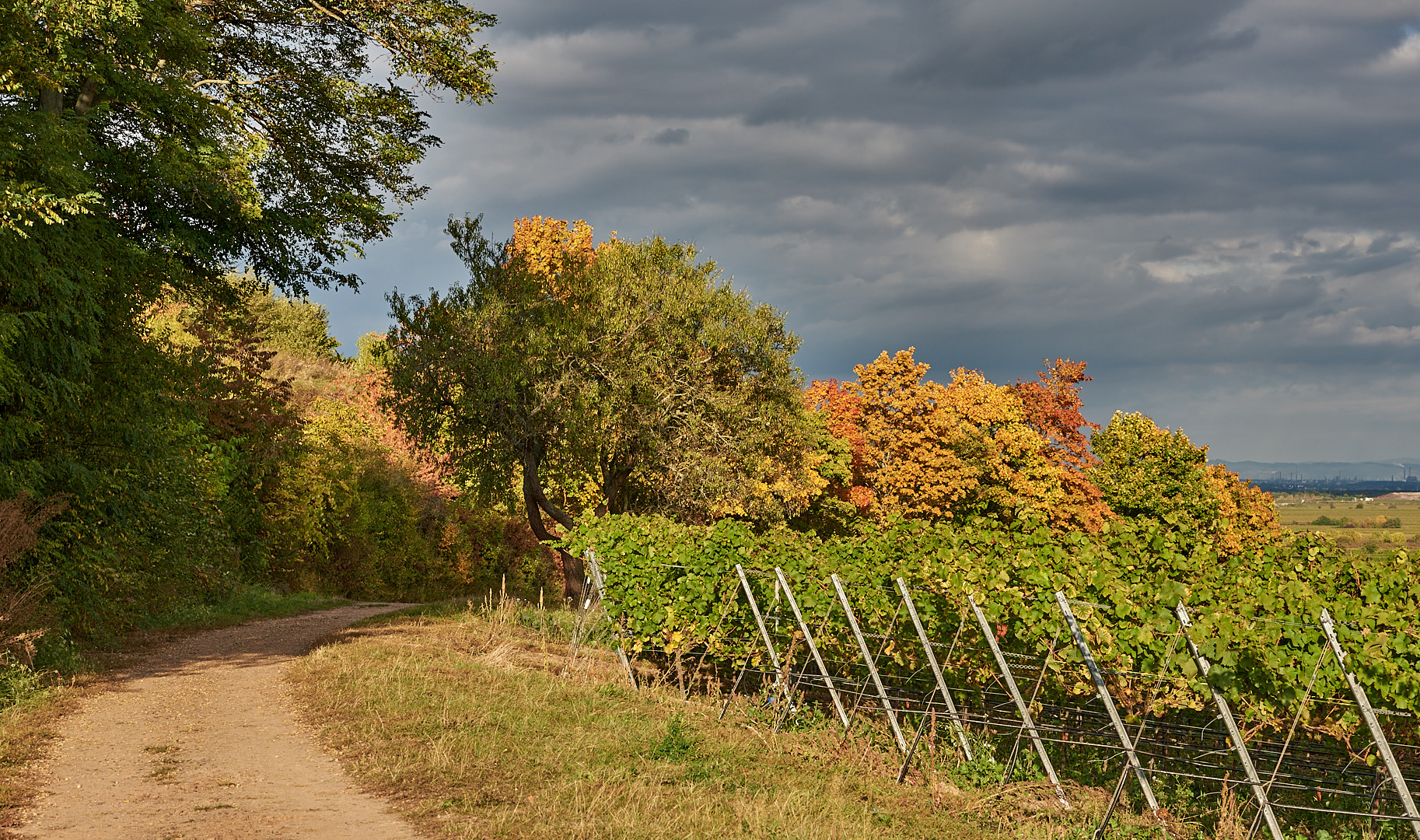 Herbstwanderung durch die Weinberge bei Bad Dürkheim, die...