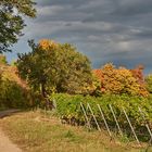 Herbstwanderung durch die Weinberge bei Bad Dürkheim, die...