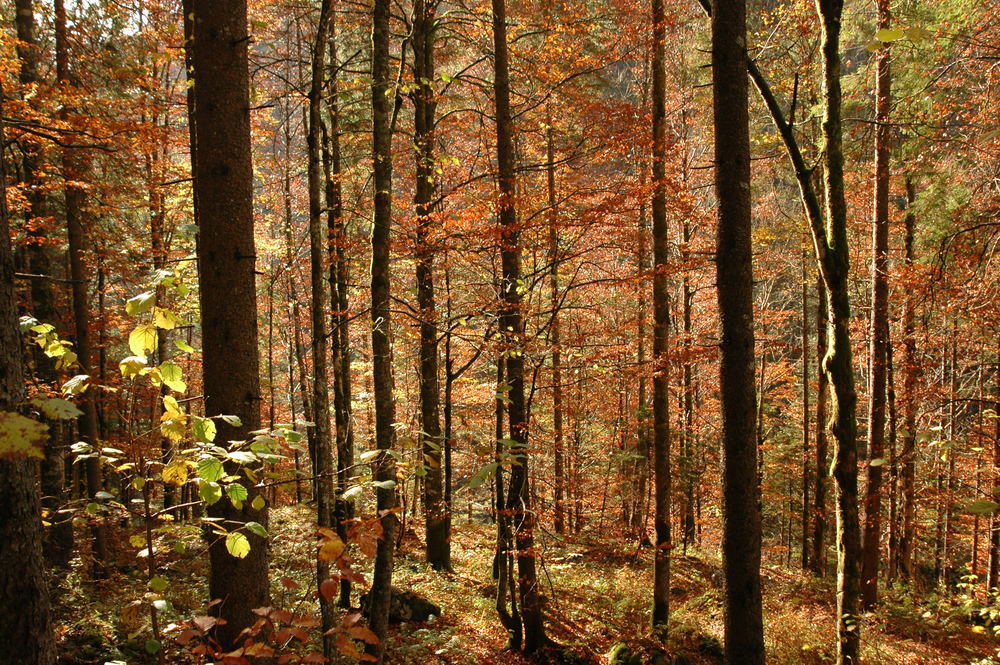 Herbstwanderung