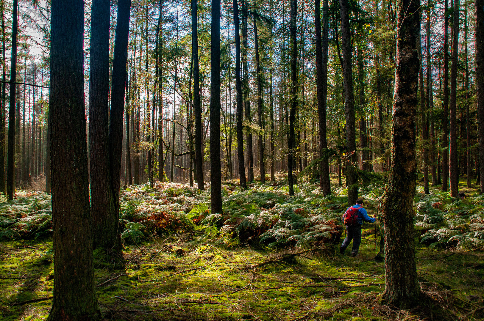 Herbstwanderung im Arnsberger-Wald