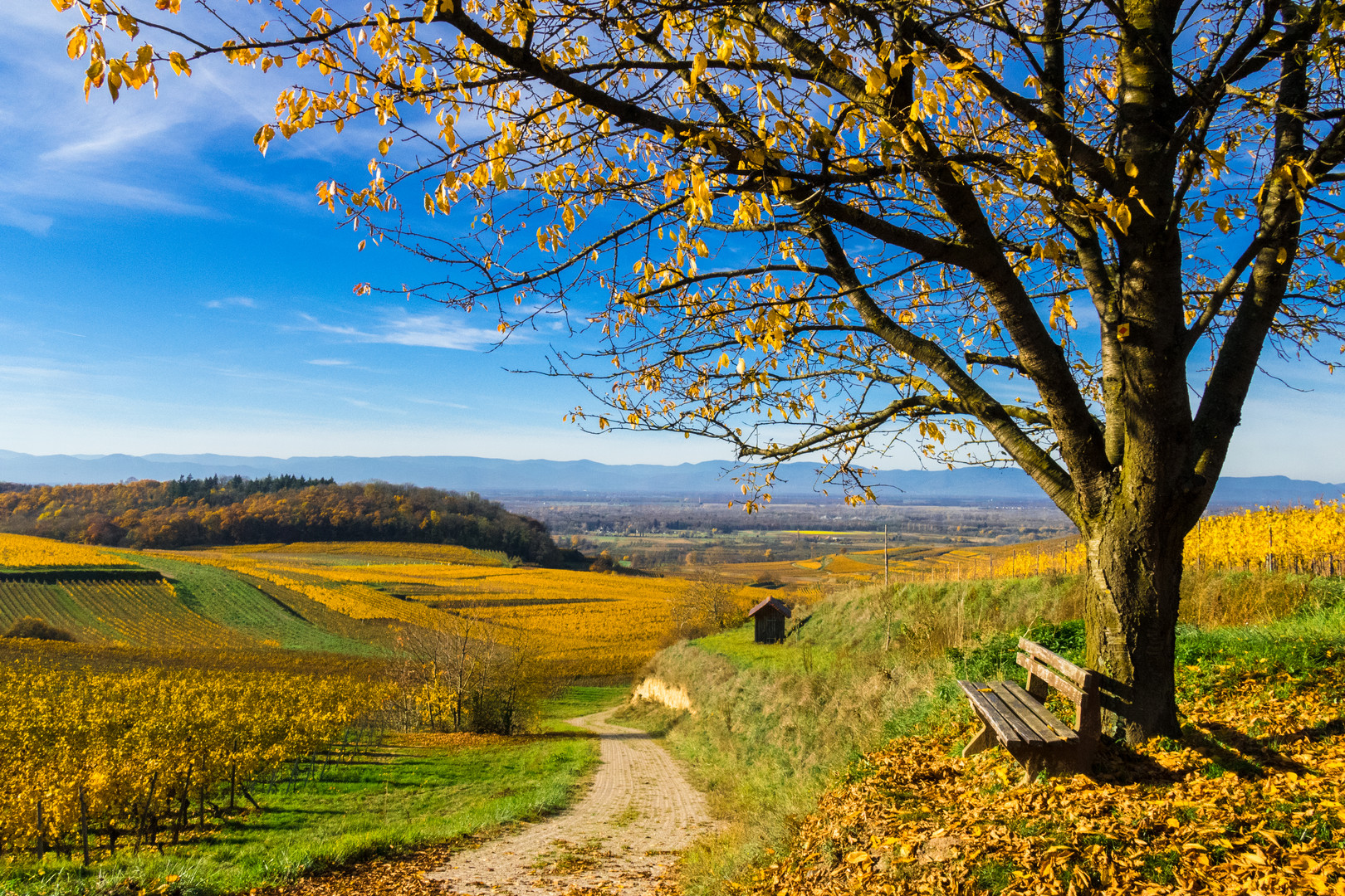 Herbstwanderung im Kaiserstuhl