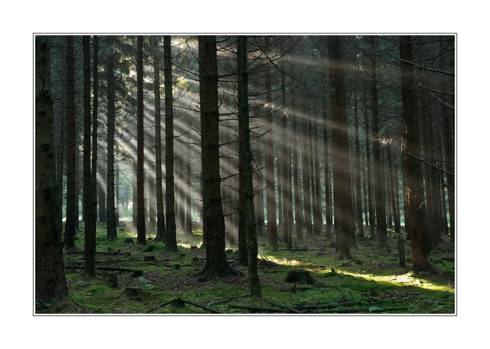 Herbstwanderung im Solling