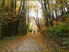 Herbstwanderung in der Eifel