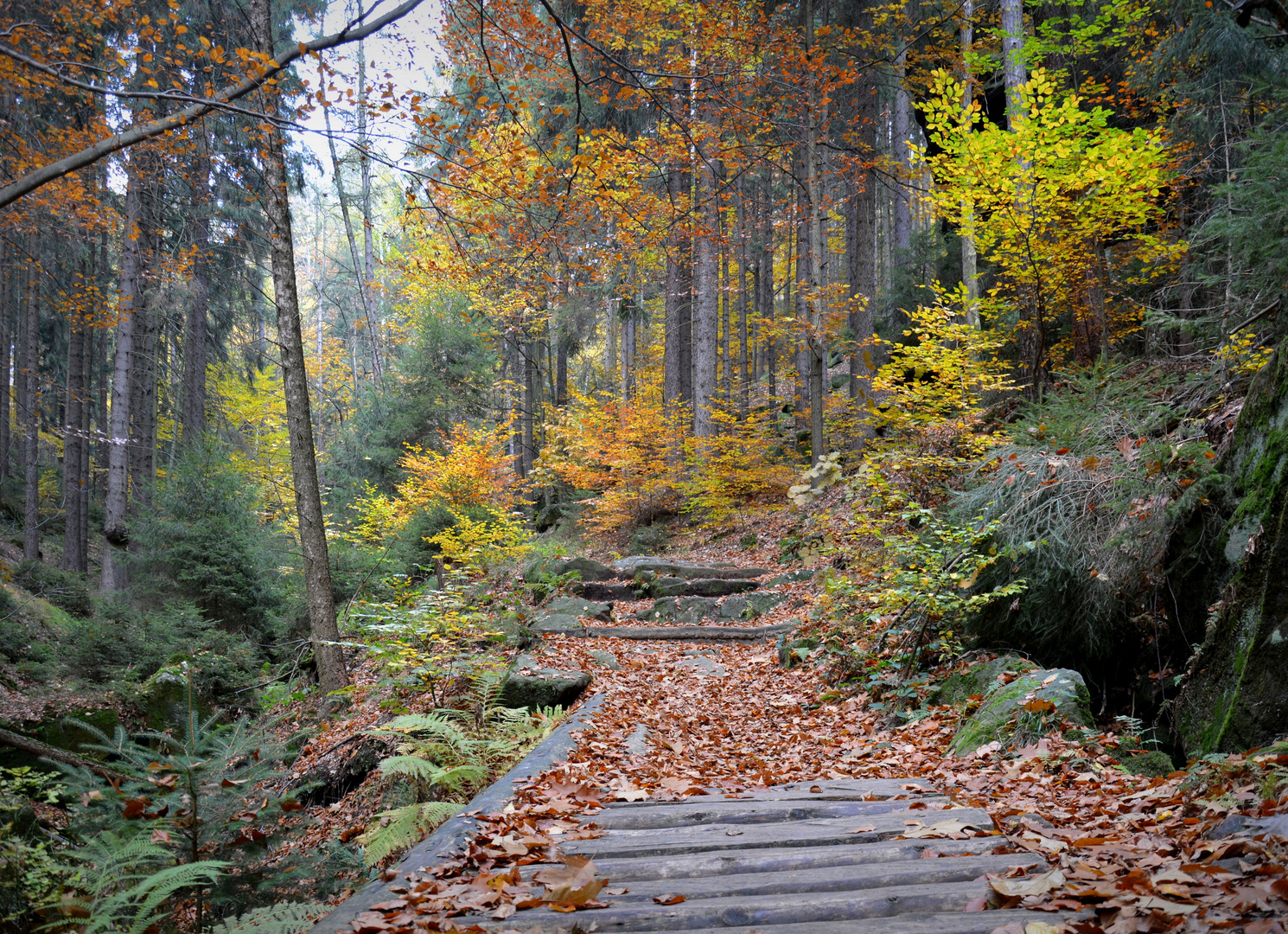 Herbstwanderung in der Sächsischen Schweiz 2