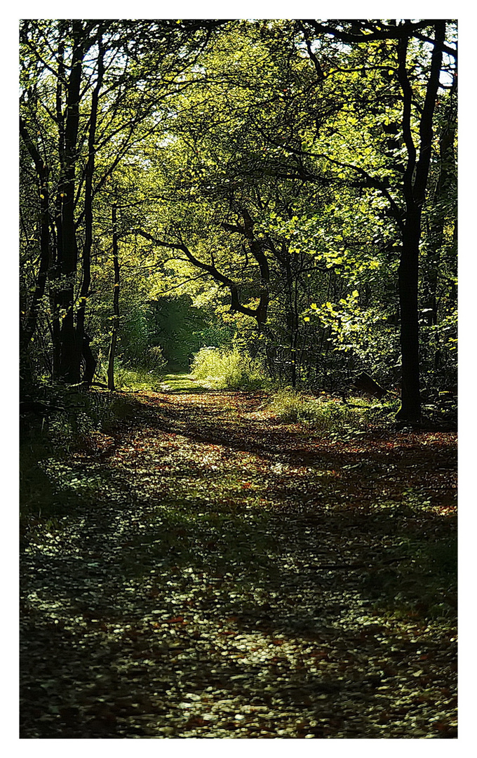 Herbstwanderung in der Wahner Heide